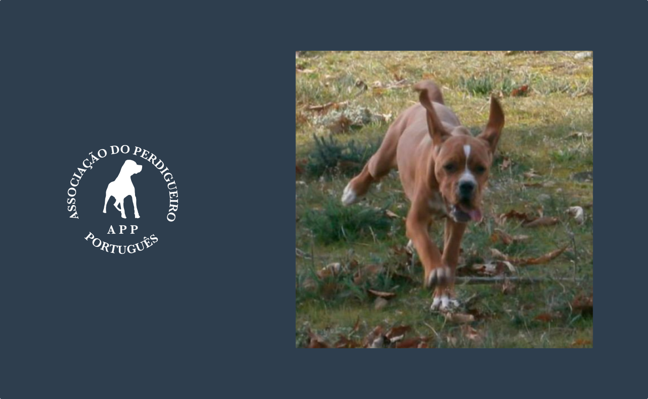 Estudos sobre o Perdigueiro Português
