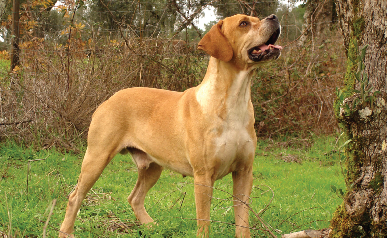 Regulamento de Divulgação de Ninhadas