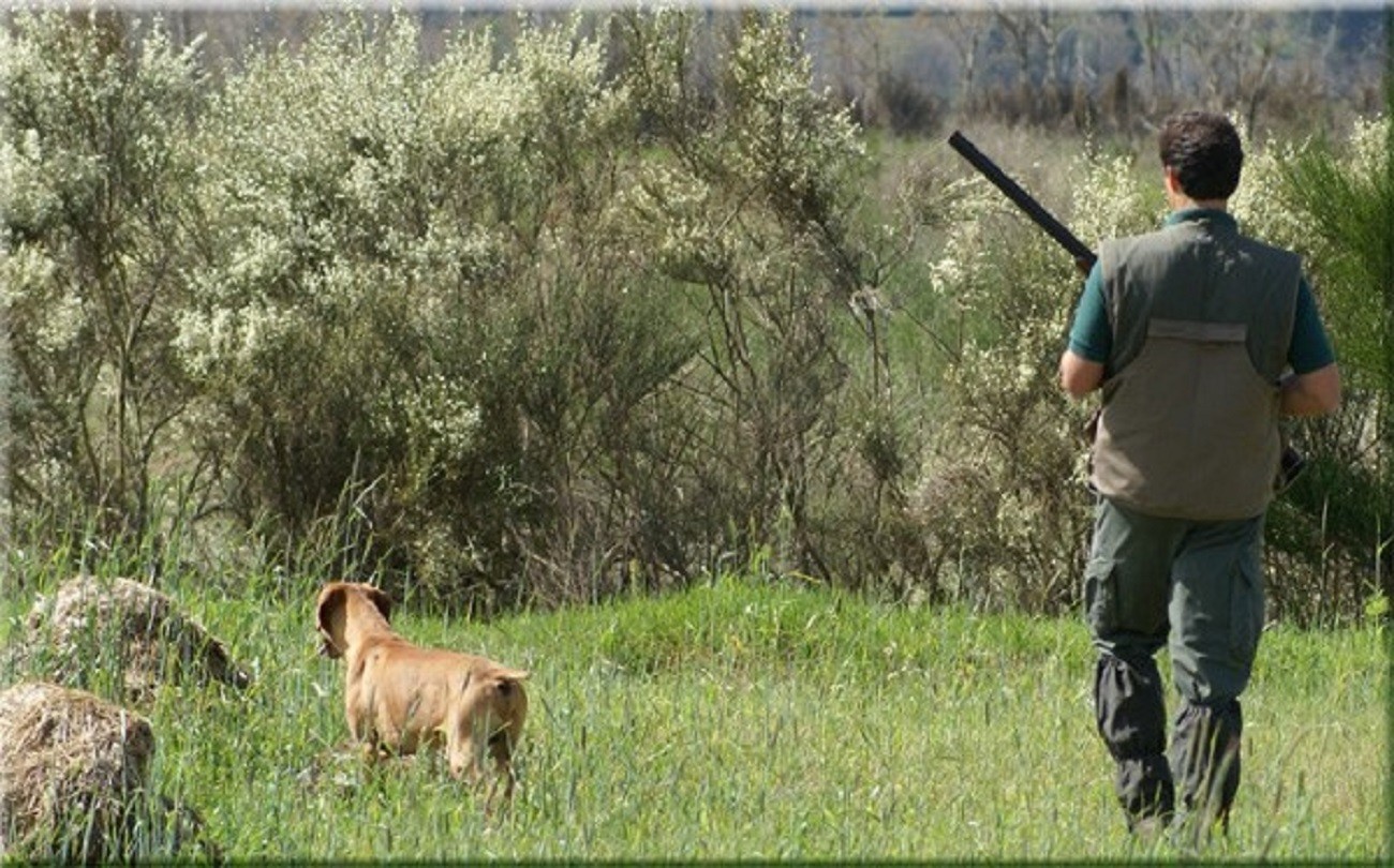 XXVIII Exposição Monográfica Do Perdigueiro Português