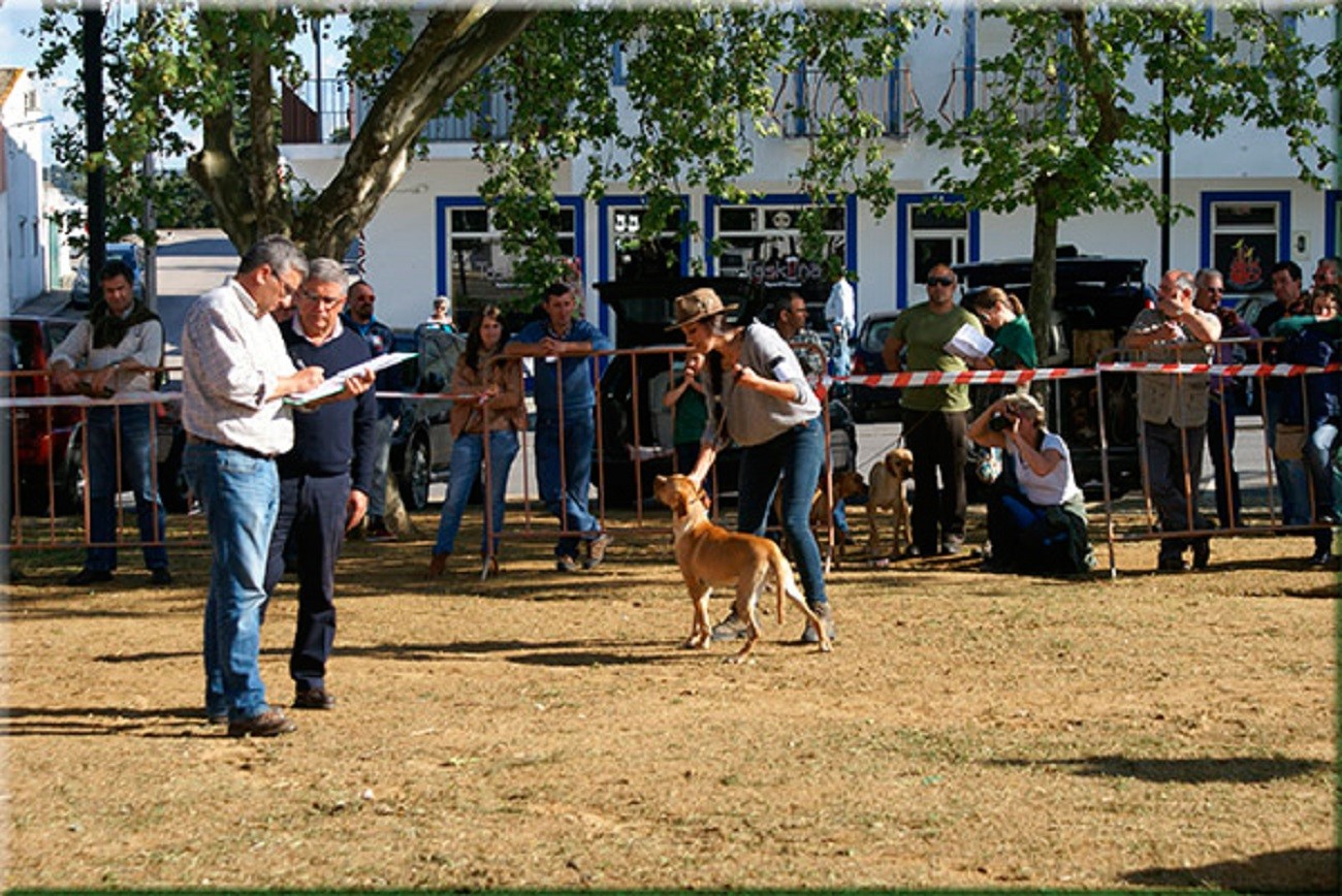 XXXI Exposição Monográfica do Perdigueiro Português