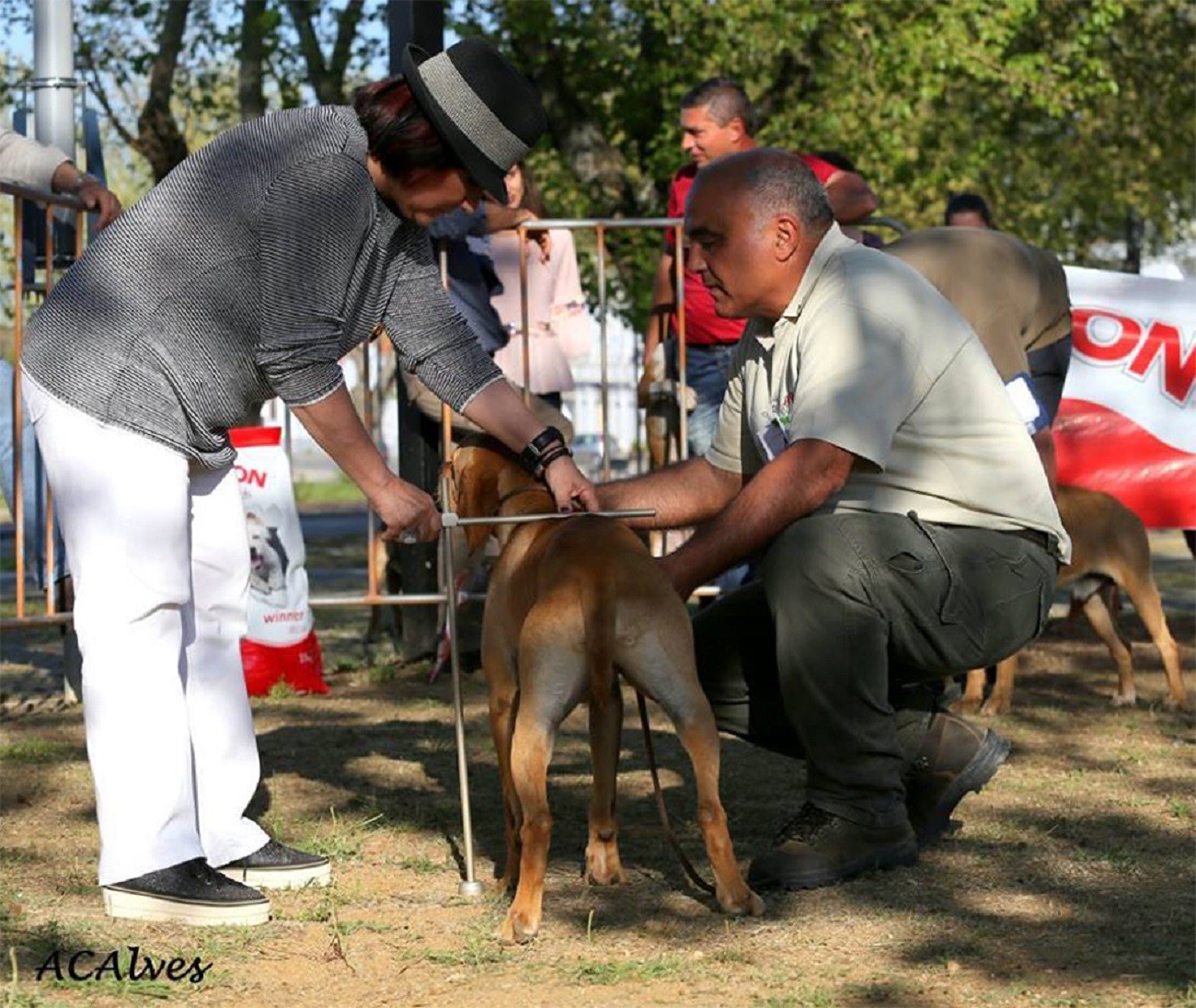 XXXIII Exposição Monográfica Do Perdigueiro Português