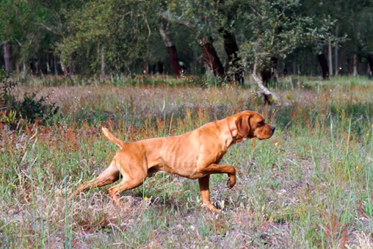 XXXIV Exposição Monográfica Do Perdigueiro Português