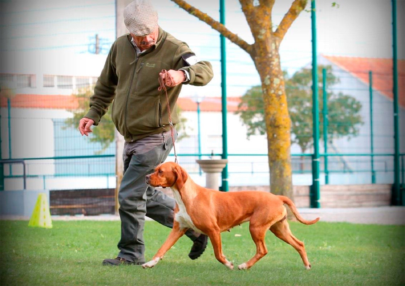 XXXV Exposição Monográfica do Perdigueiro Português