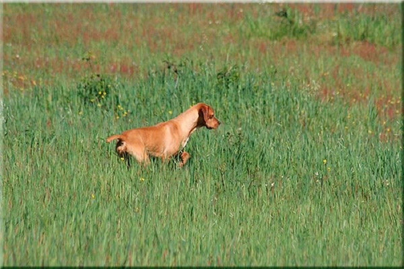 XXXVI Exposição Monográfica do Perdigueiro Português