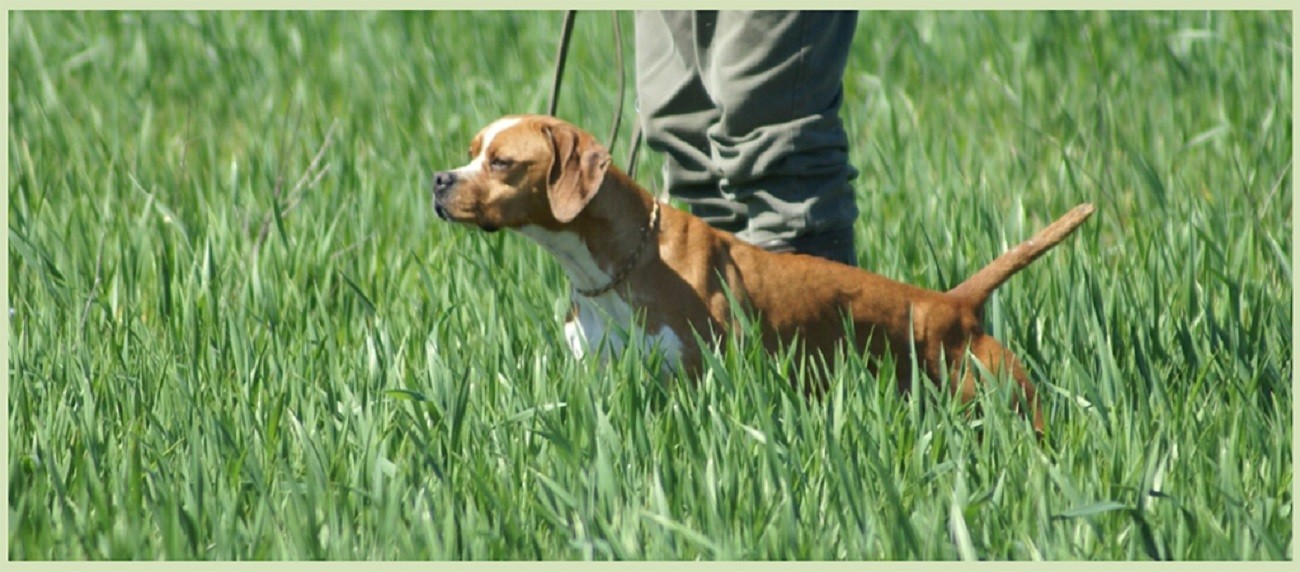 Prova Clássica Sobre perdizes Rio de Moinho