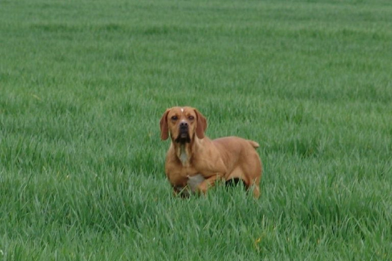 Prova Clássica de Primavera sobre perdizes – CACT (Individual)